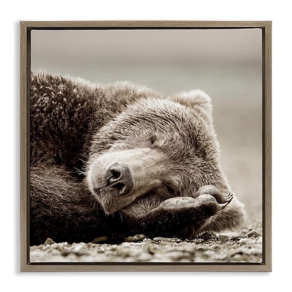 Cozy Sleeping Bear by Danita Delimont Brown Floater Frame Graphic Art Print Animal 25 in. x 25 in.