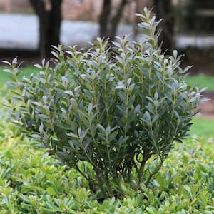 2.5 Qt Ilex Glabra Densa Live Shrub