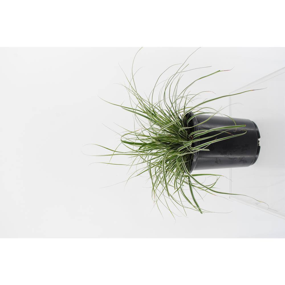 Perennial Grass Carex oshimensis Everest 2.5 qt.