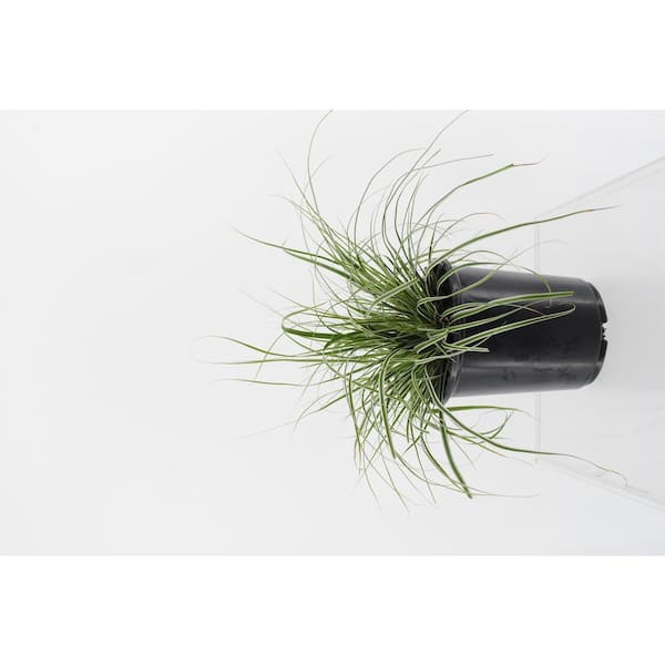 Unbranded Perennial Grass Carex oshimensis Everest 2.5 qt.