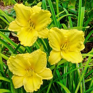 Big Time Happy Reblooming Daylily, Dormant Bare Root Perennial Plant (1-Pack)