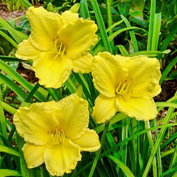 Spring Hill Nurseries Big Time Happy Reblooming Daylily, Dormant Bare Root Perennial Plant (1-Pack)