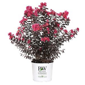 2 Gal. Center Stage Pink Crape Myrtle Tree with Hot Pink Flowers