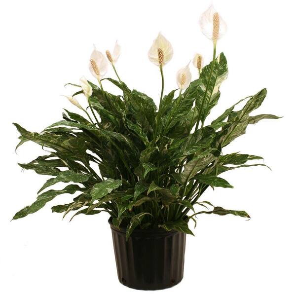 Delray Plants Spathiphyllum Domino in 9-1/4 in. Pot