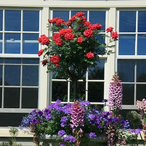 3 Gal. Red Double Knock Out Rose Tree with Red Flowers