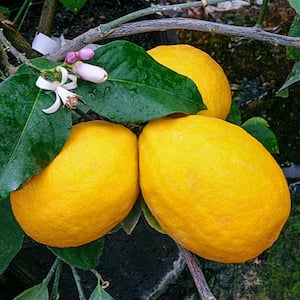 6 in. Pot Meyer Lemon, Live Potted Tropical Citrus Fruiting Tree, White Flowers to Yellow Fruit (1-Pack)