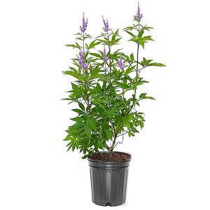 Delta Blues Vitex Purple Flowering Deciduous Shrub