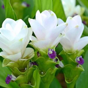 2.5 Qt. Curcuma Siam Plant White Flowers in 6.33 In. Grower's Pot (2-Plants)