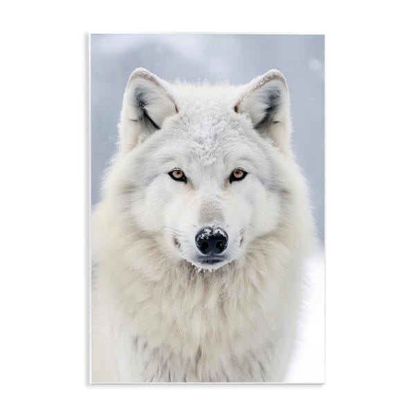 White Wolf in Snow by Ray Powers Unframed Graphic Art Print Animal 19 in. x 13 in.
