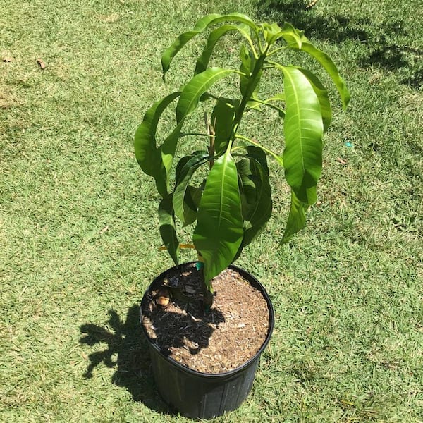 Wekiva Foliage Mango Tree-Live Fruit Tree in a 3 Gal. Pot-Mangifera Indica Lancetilla-Tropical Edible Fruit Bearing Tree