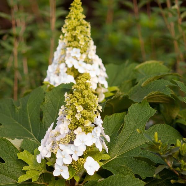 2 Gal. Jetstream Oakleaf Hydrangea Flowering Shrub Plant with Beautiful White Aging to Pink Flowers