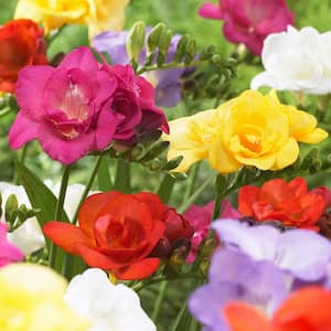 Freesias Double Blooming Mixed Bulbs (Set of 25)