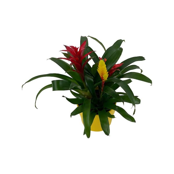 Pure Beauty Farms 1.5 Qt. Bromeliad Grower's Choice Colors in 6 in. Ceramic Pot (3-Plants)