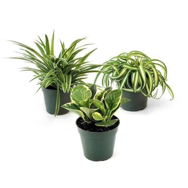 national PLANT NETWORK 4 in. SpaceScape Houseplant Variegation Plant Collection in Grower Container (3-Pack)