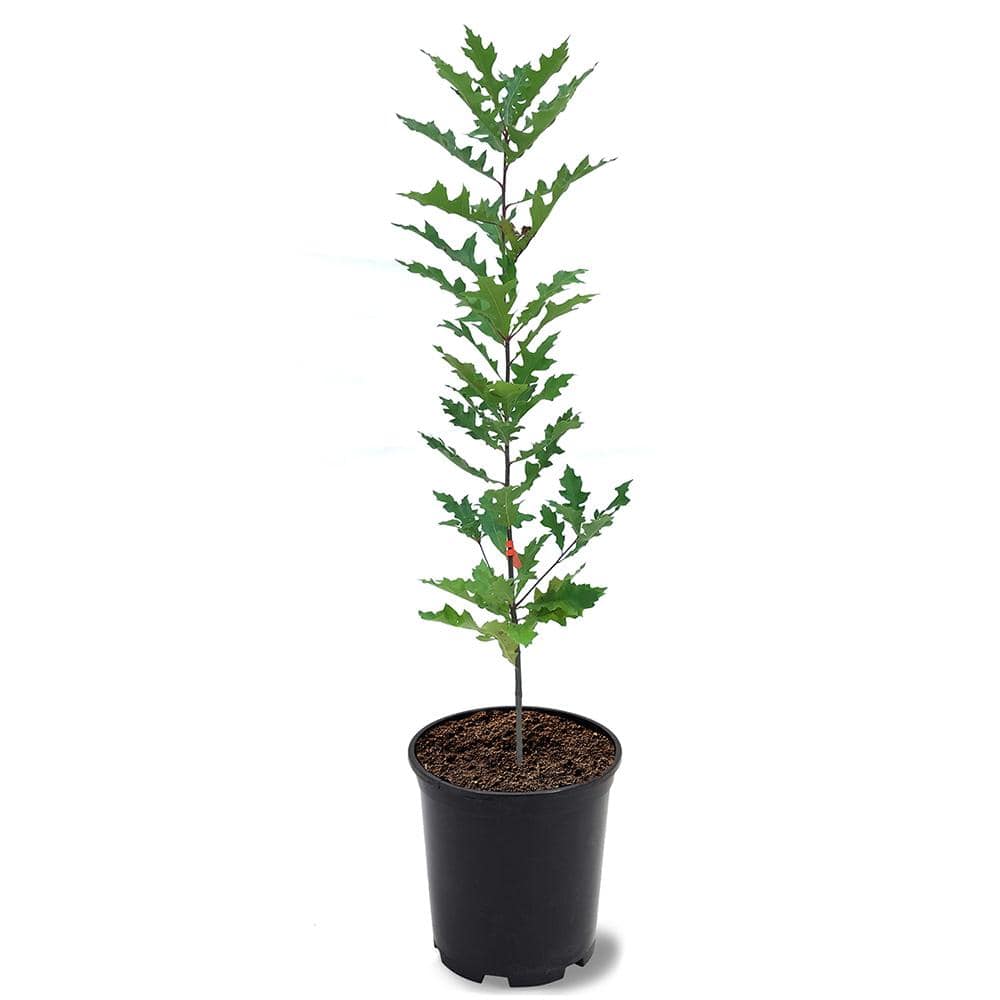 1 Gal. Pin Oak Deciduous Shade Tree