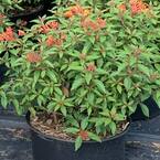 3 Gal. Firefly Fire Bush Flowering Shrub With Red Flowers
