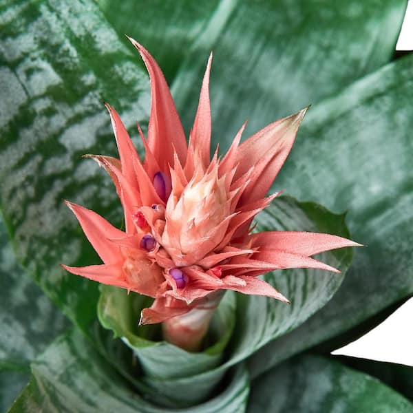 https://images.thdstatic.com/productImages/df5896d0-f6c8-42fb-bd8f-9809e43290c0/svn/house-plants-6-bromeliad-silver-vase-c3_600.jpg