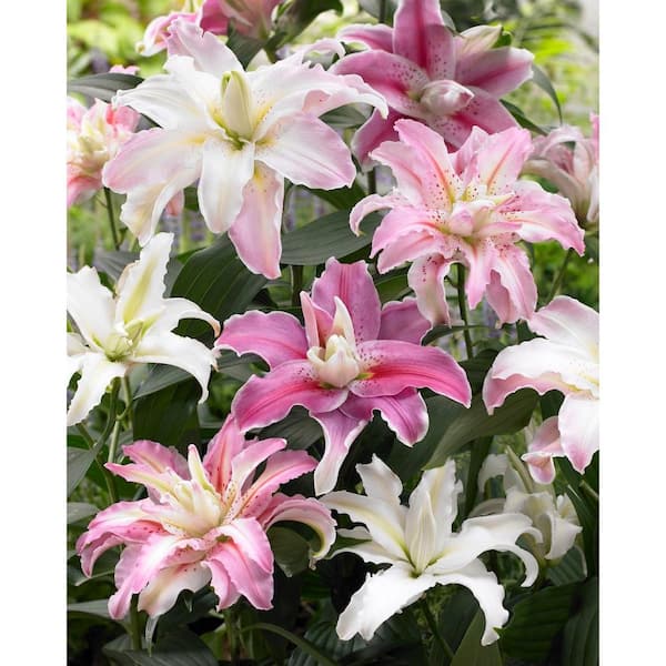 Bloomsz Double Flowering Fragrant Cut Flower Rose-Lily Bulbs Blend (6-Pack)