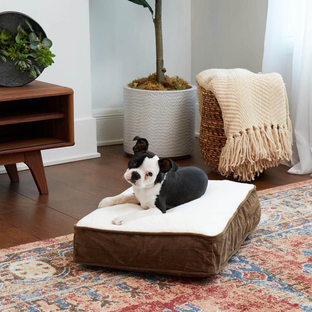 Extra Small Latte Sherpa Chew Resistant Dog Bed