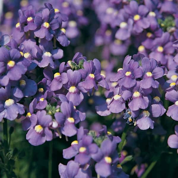 Proven Winners 4.25 in. Eco+ Grande Bluebird Nemesia (Nemesia Fruticans) Live Annual Plant with Purple Flowers 4-Pack