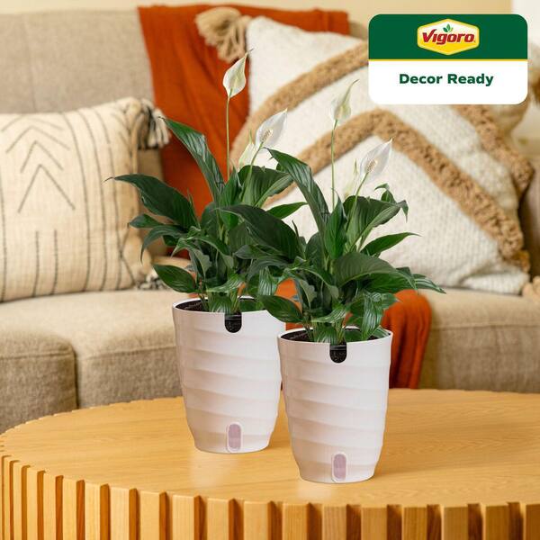 Vigoro Peace Lily Indoor Plant in 6 in. White Ribbed Plastic Decor