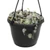 ALTMAN PLANTS 6 in. Variegated Chain of Hearts (Ceropegia Woodii Variegata) Live House Plant in Hanging Basket 0872803