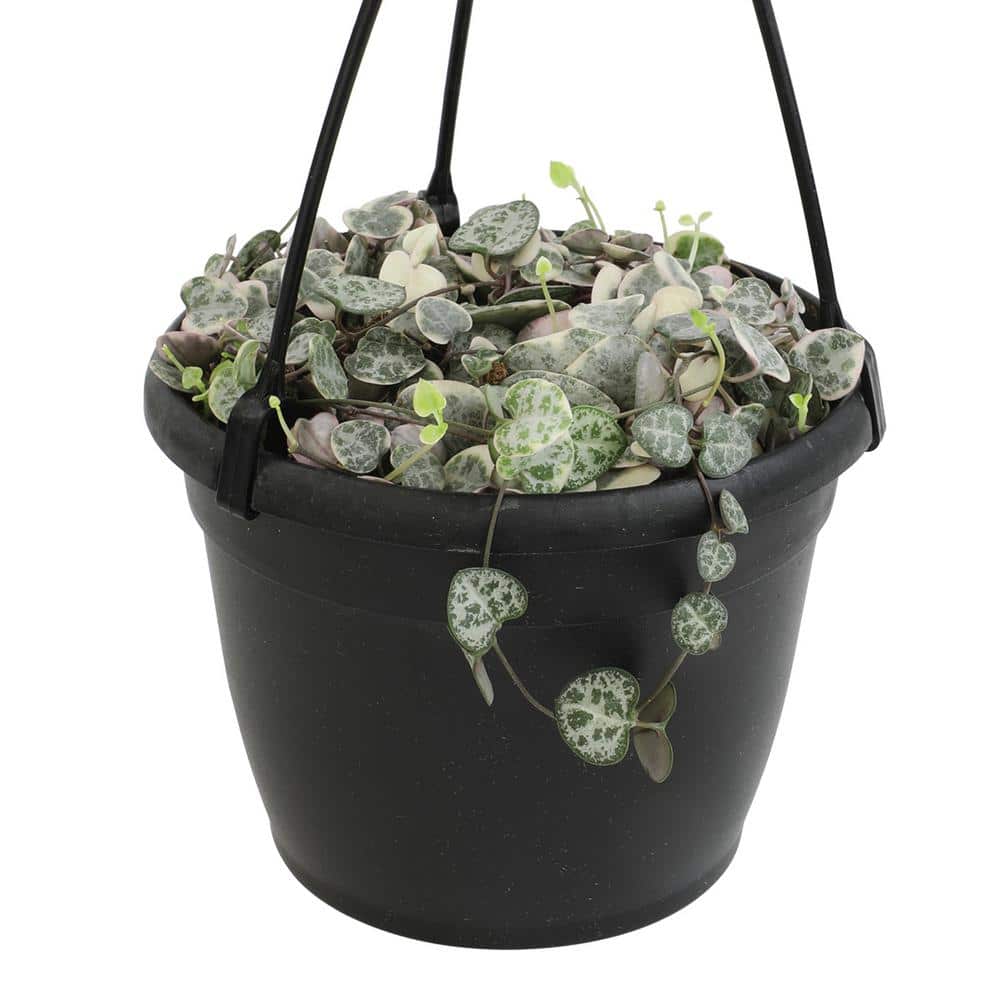 ALTMAN PLANTS 6 in. Variegated Chain of Hearts (Ceropegia Woodii Variegata)  Live House Plant in Hanging Basket 0872803 - The Home Depot