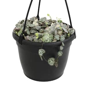 6 in. Variegated Chain of Hearts (Ceropegia Woodii Variegata) Live House Plant in Hanging Basket