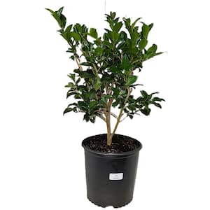 OnlinePlantCenter 3 Gal. High Fragrance Japanese Camellia Shrub