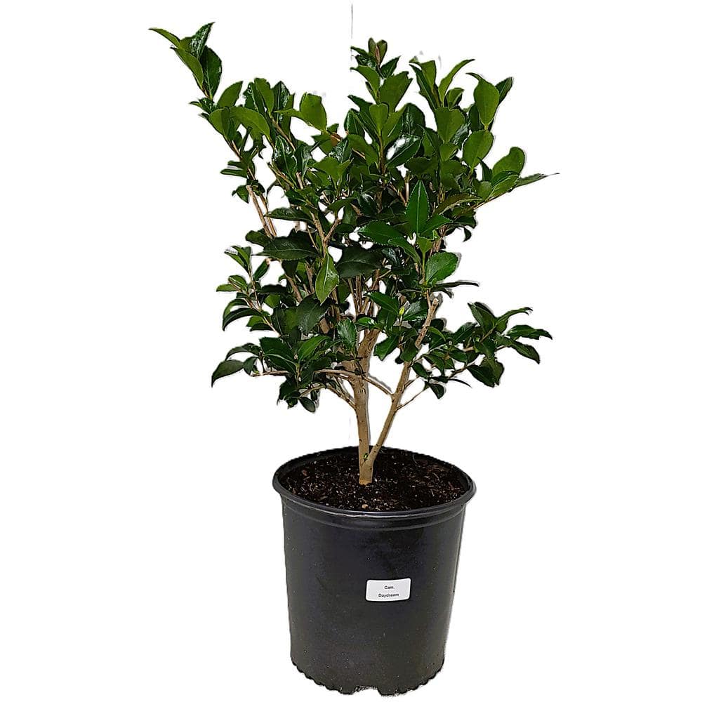 3 Gal. Camellia sasanqua Daydream with white blooms
