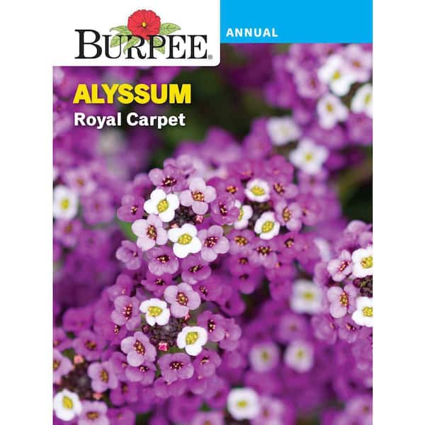Alyssum Royal Carpet Flower Seed
