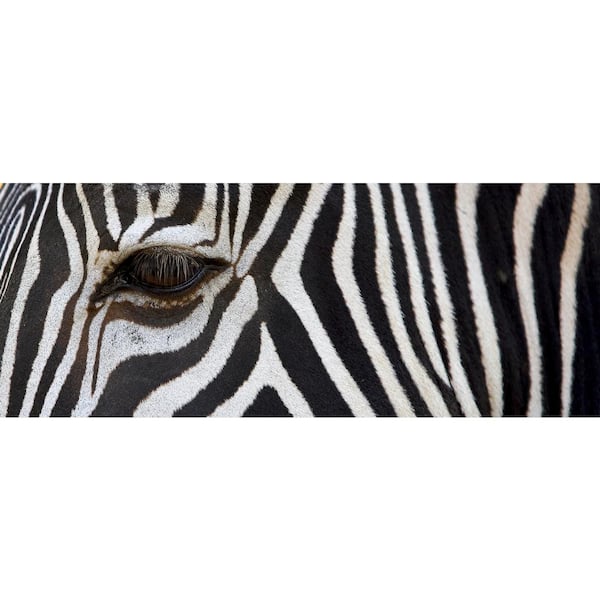Verdienen Haarzelf Aan Cortesi Home 16 in. x 48 in. "Zebra" Frameless Printed Glass Wall  Art-CH-WG164816 - The Home Depot