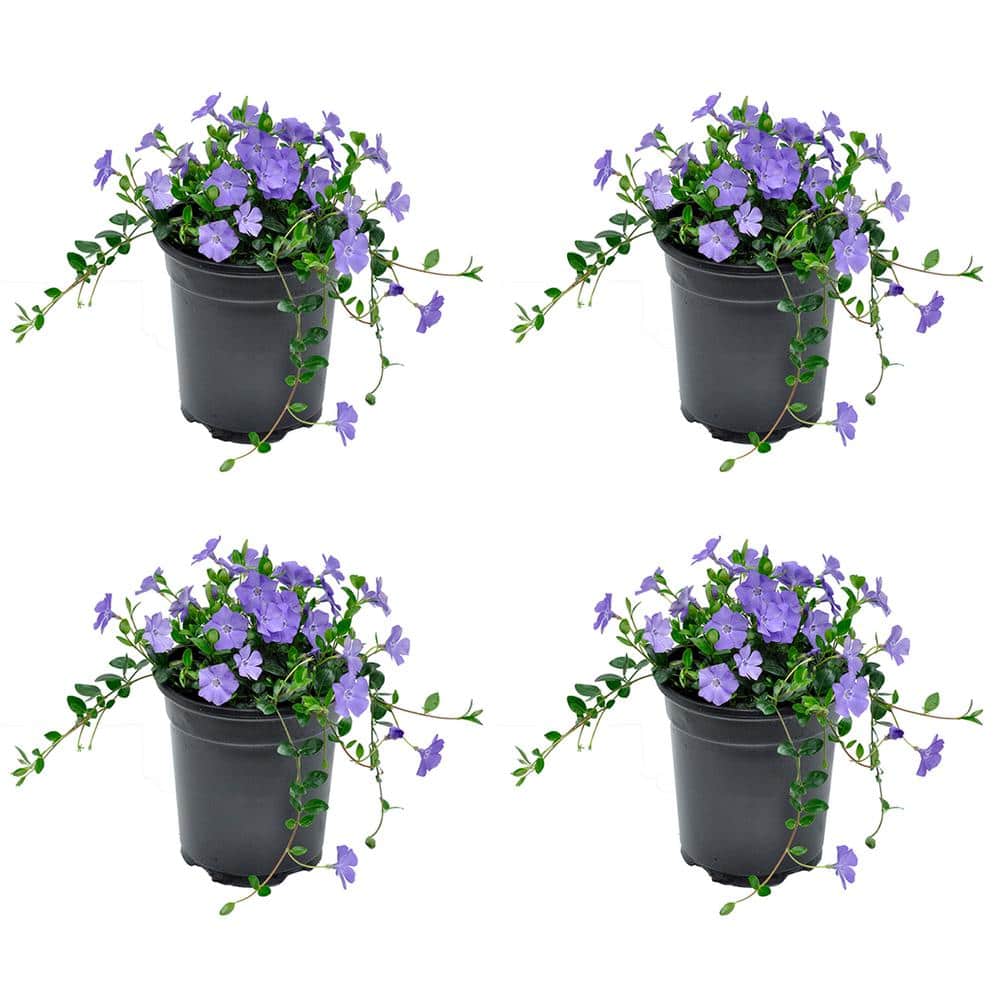 Perennial Vinca Minor Bowles Mauve 2.5 Qt. - 4-Pack