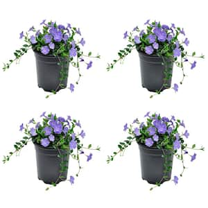 Perennial Vinca Minor Bowles Mauve 2.5 Qt. - 4-Pack