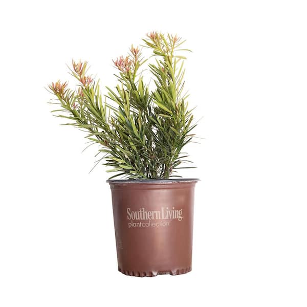 SOUTHERN LIVING 2 Gal. Mood Ring Podocarpus Yew Evergreen Shrub with Bronze Pink New Growth