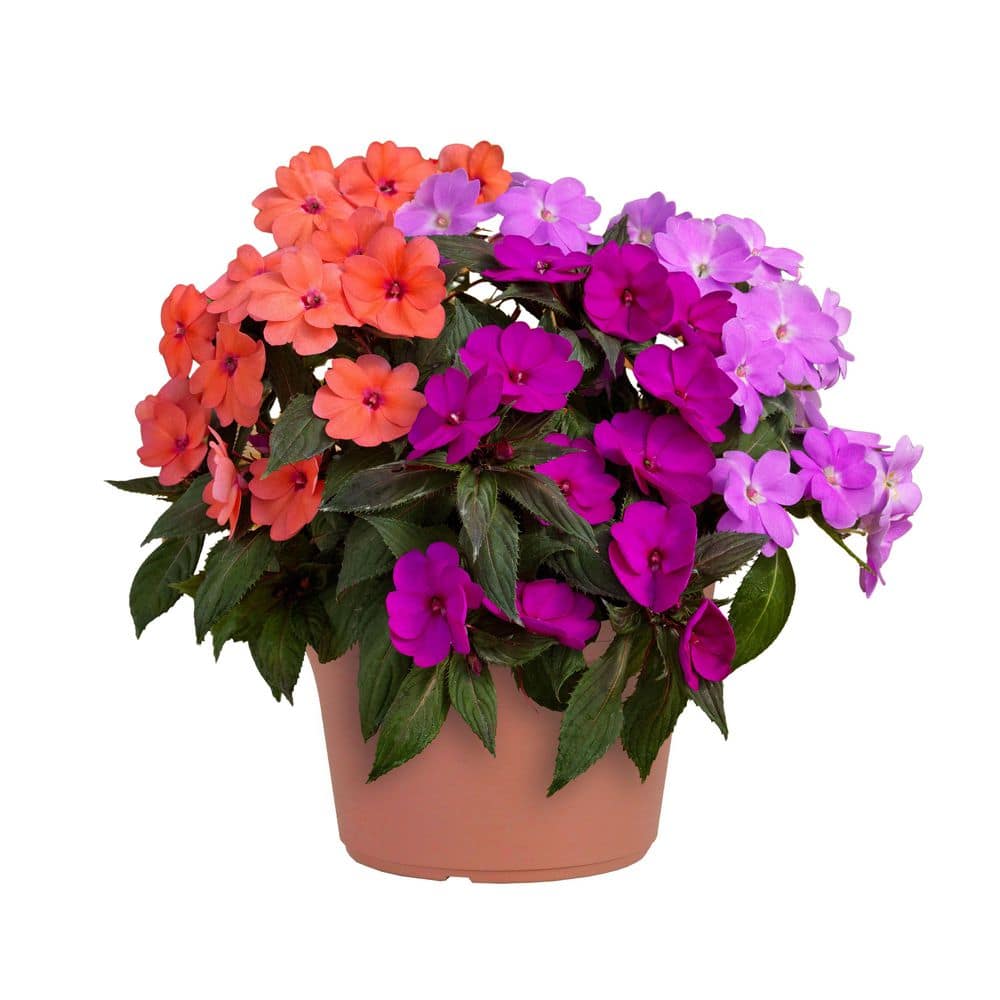 SunPatiens #10 SunPatiens Impatiens Outdoor Annual Plant with