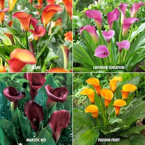 Calla Collection 4-Variety Bulbs (20-Pack)