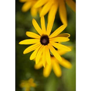 3 Gal. 'Little Goldstar' Black-Eyed Susan (Rudbeckia) Live Potted Perennial Plant with Golden Yellow Flowers (1-Pack)