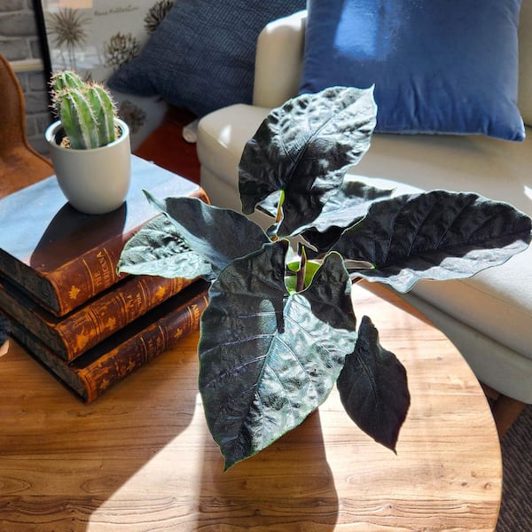 ALTMAN PLANTS Alocasia Antoro Velvet, 6 in. White Decorative Pot