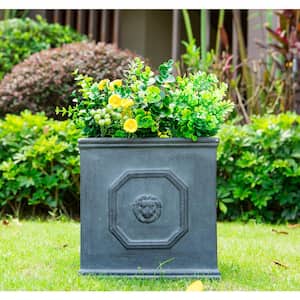 12.6 in. Tall Antique Gray Lightweight Concrete Classic Square English Style Lion Head Planter