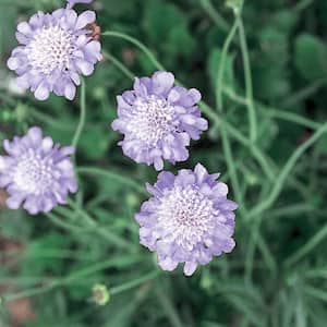 2. 5 Qt. Butterfly Blue and Purple Pincushion Flower Plant