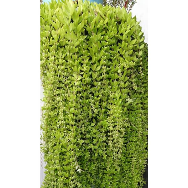 Natural Moss Balls, Set of 3 - Terrain