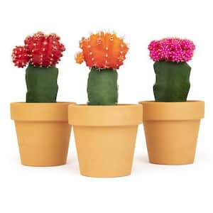 2.5 in. Assorted Grafted Cactus 3-Pack in Terra Cotta Clay Pot