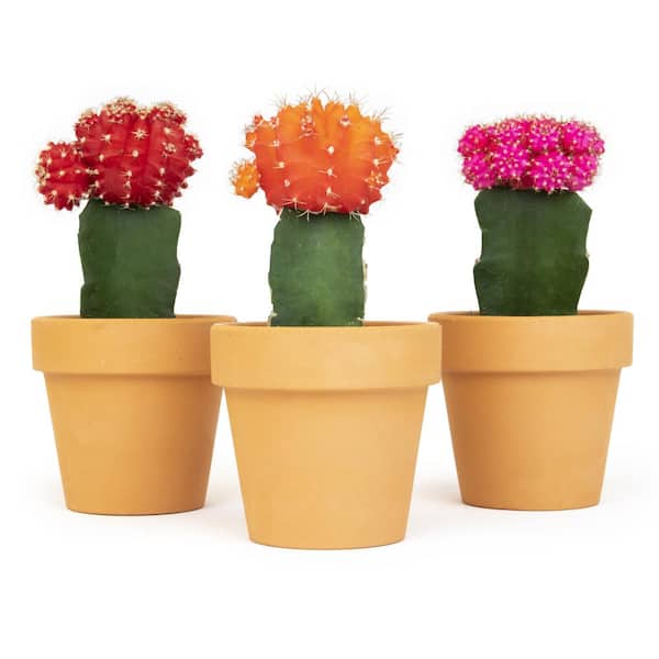 SMART PLANET 2.5 in. Assorted Grafted Cactus 3-Pack in Terra Cotta Clay Pot