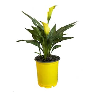 1 Gal. Calla Lily Plant with Bright Yellow Blooms