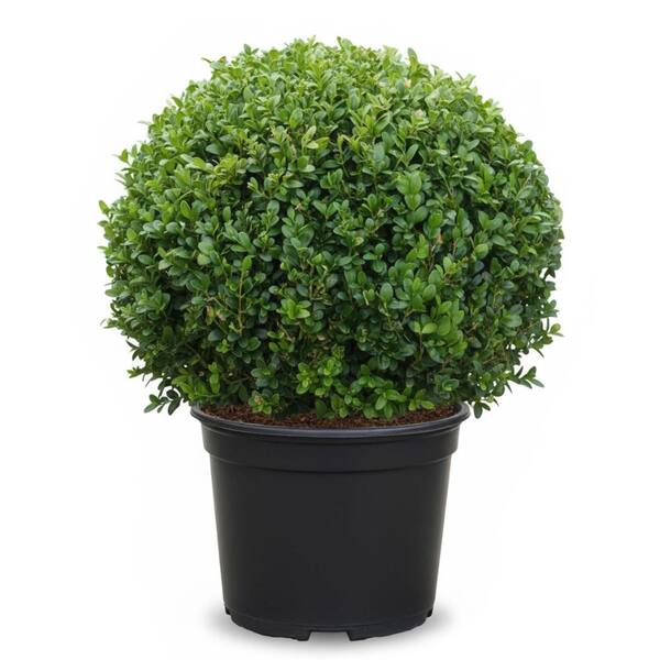 3 Gal. Calgary Boxwood (Buxus Sempervirens) Live Evergreen Shrub