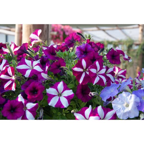 EASY WAVE 10 In. Burgundy Star Easy Wave Petunia Annual Live Plant with Burgundy and White Flowers in Hanging Basket