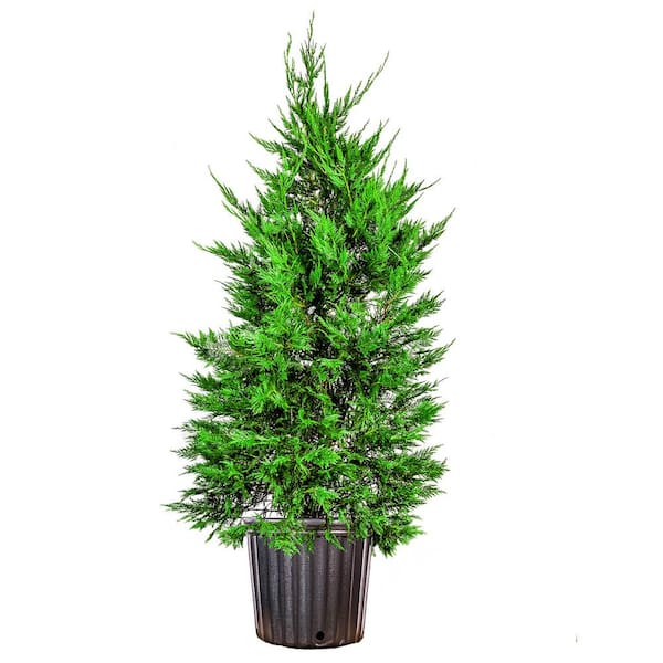 Perfect Plants 4-5 ft. Tall Leyland Cypress Tree in Grower's Pot, Mature and Fast Growing Privacy