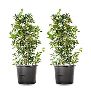 3-4ft Tall Tea Olive Shrub, Sweetly Fragrant Blooms (2-Pack)