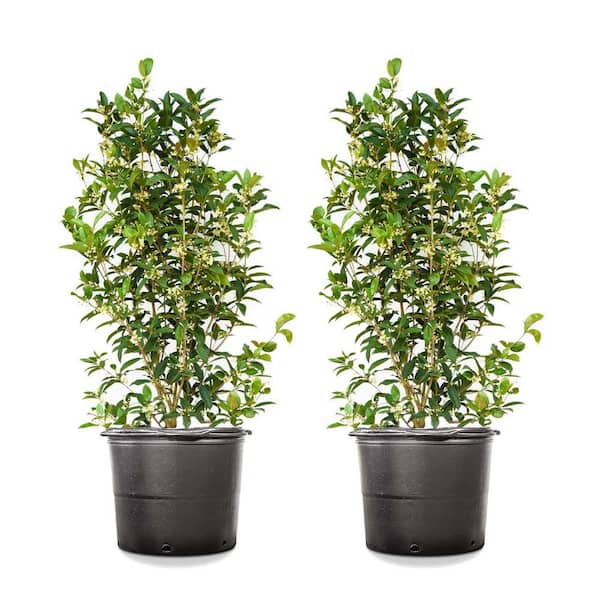 Unbranded 3-4ft Tall Tea Olive Shrub, Sweetly Fragrant Blooms (2-Pack)